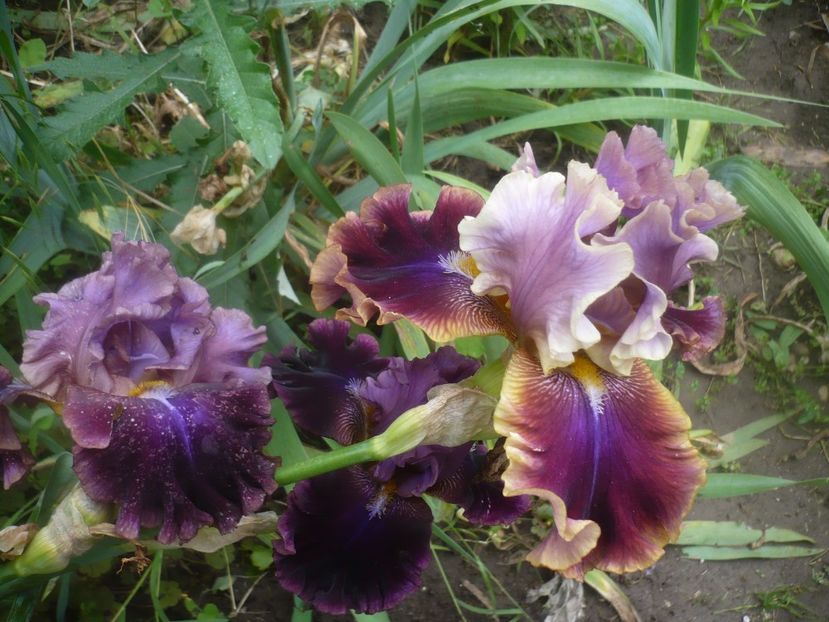 04.06.2021 - GRADINA 2021-2