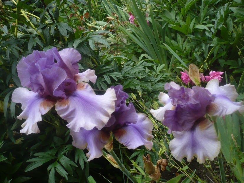 P1480471 - GRADINA 2021-2