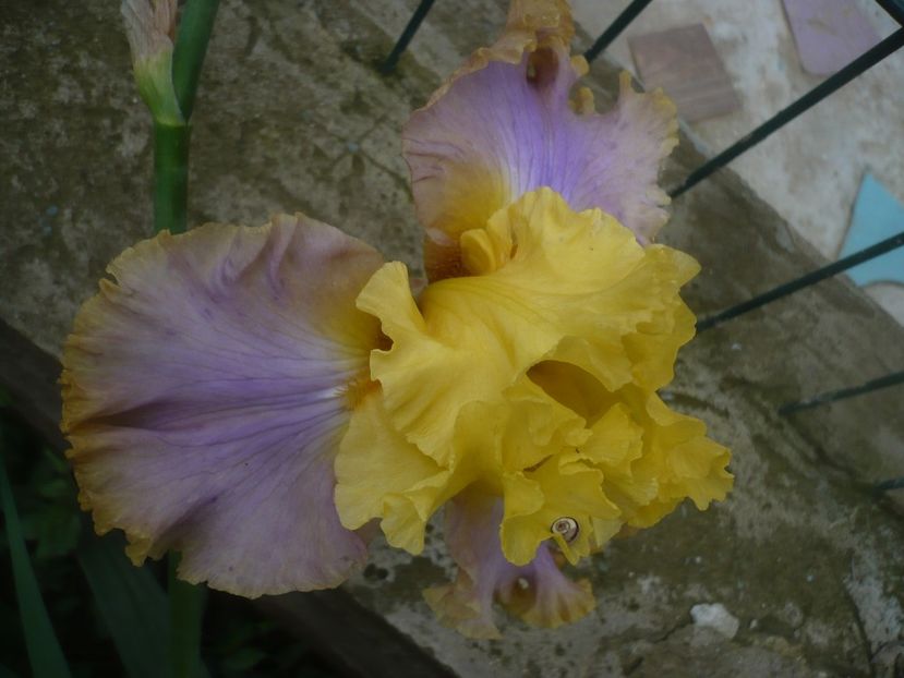 P1480473 - GRADINA 2021-2