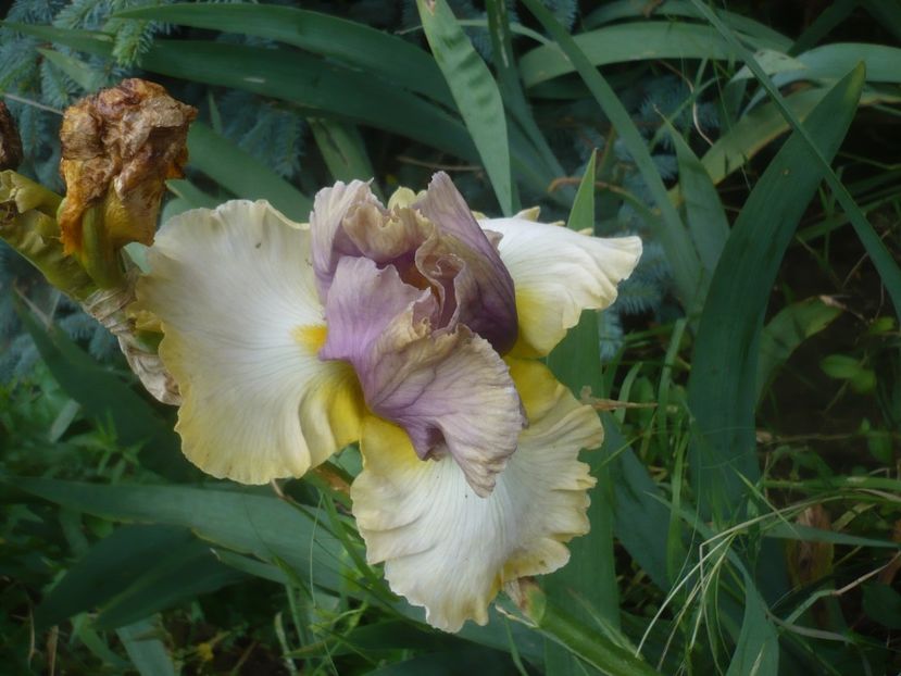 P1480479 - GRADINA 2021-2