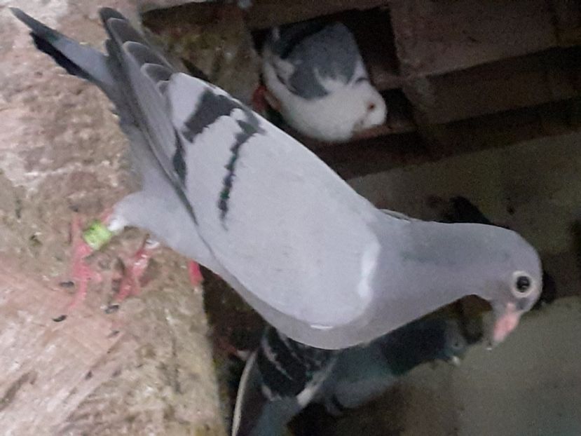  - Pui 2017-2018 -2019-2020 -2021-matca-doici-vind aproape tot lotul