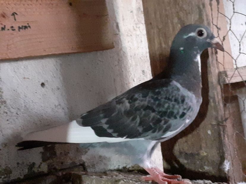  - Pui 2017-2018 -2019-2020 -2021-matca-doici-vind aproape tot lotul