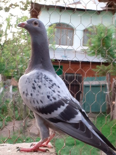  - Pui 2017-2018 -2019-2020 -2021-matca-doici-vind aproape tot lotul