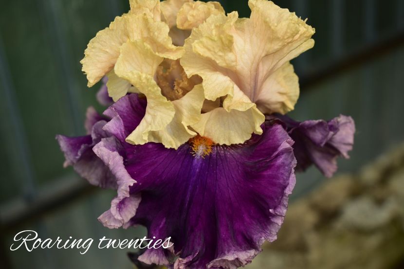 AddText_06-04-04.57.22 - Iriși 2021