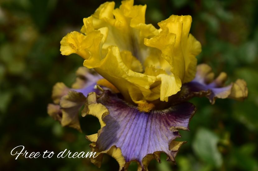 AddText_06-04-04.50.10 - Iriși 2021