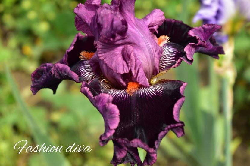 AddText_06-04-04.46.41 - Iriși 2021