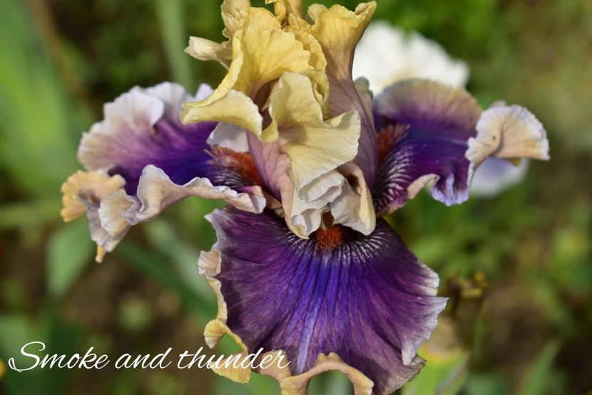 AddText_06-04-04.45.48 - Iriși 2021