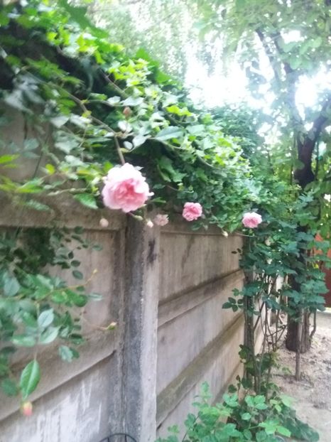  - 2021- Gradina G1