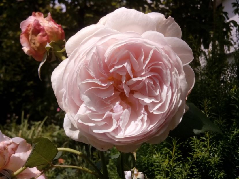  - A shropshire lad