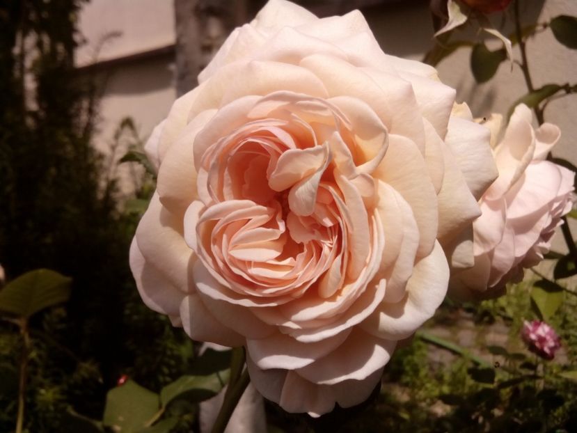  - A shropshire lad