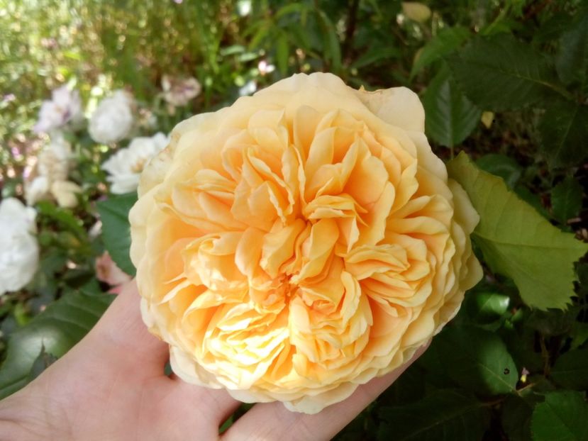  - Crown Princess Margareta