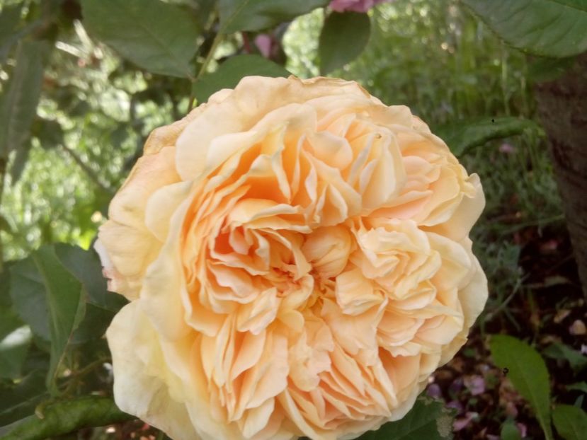  - Crown Princess Margareta