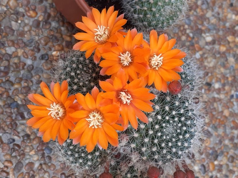  - Cactuși