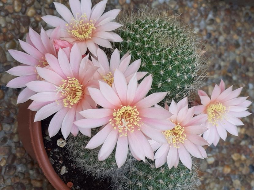  - Cactuși