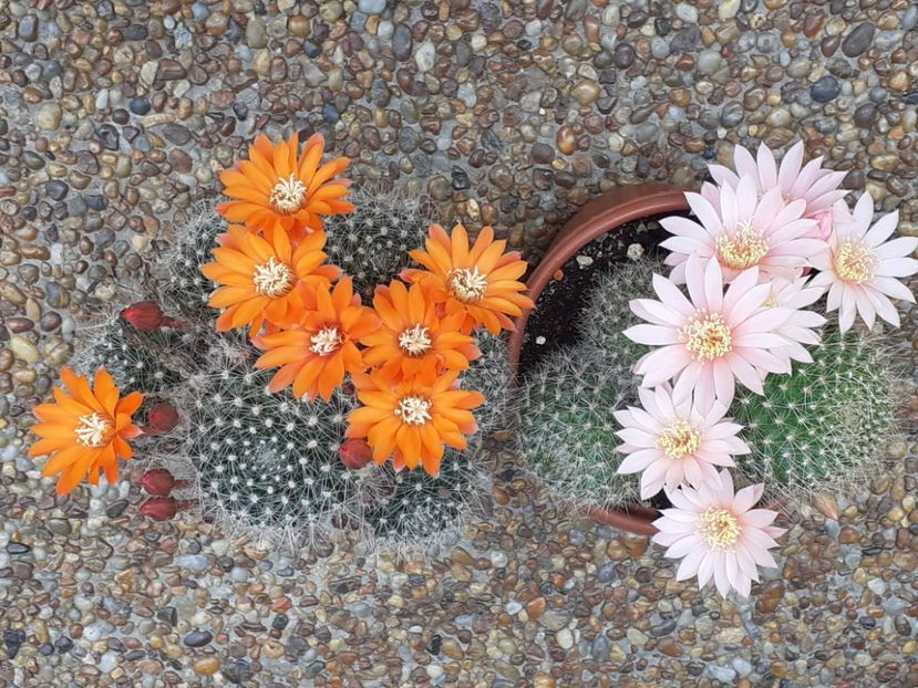  - Cactuși