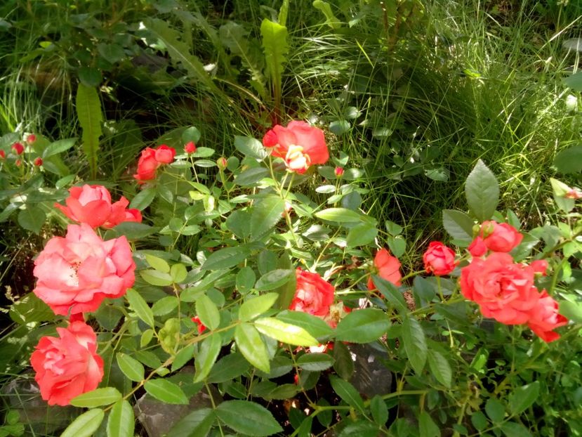  - Morsdag Orange