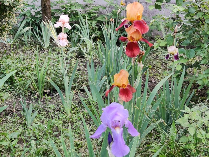  - Iris germanica_barbosi