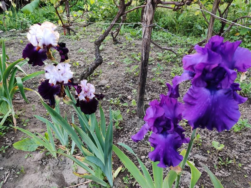 Royal sunset și Titan's glory - Iris germanica_barbosi