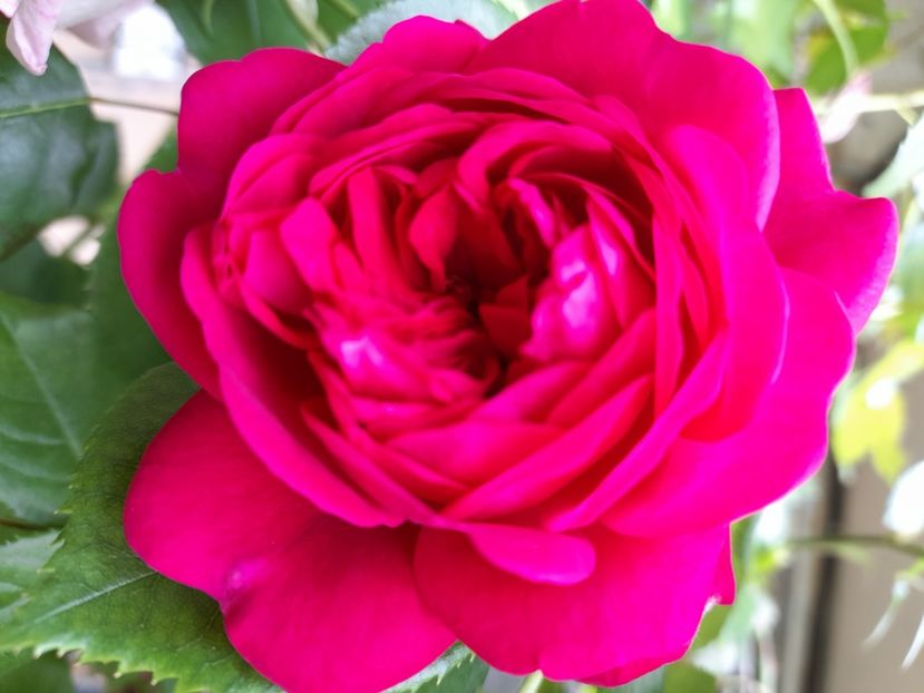 urcator usor parfumat - Ce trandafir sa fie oare?