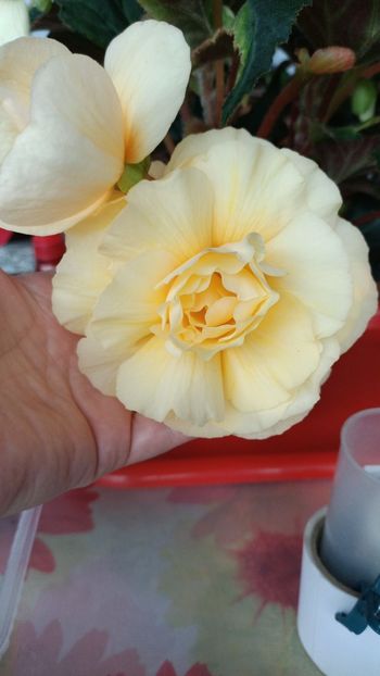 IMG-2021.06.02 - X-Begonia