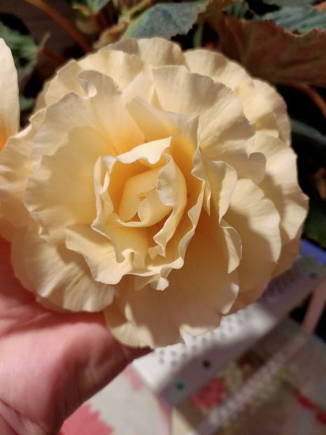 5.06.2021 - X-Begonia
