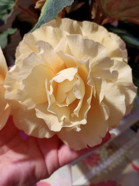 5.06.2021 - X-Begonia