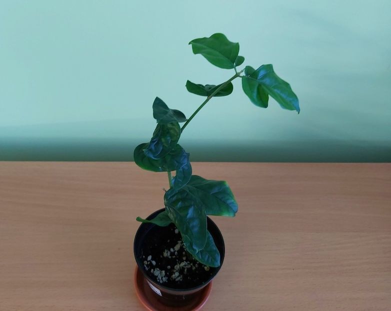 Jasmin Maid of Orleans (35) - 1 - Disponibile plante de vanzare 2021