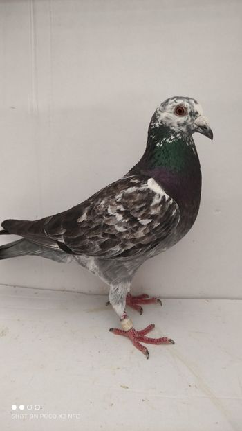 M 2020 - De vanzare voiajori 2