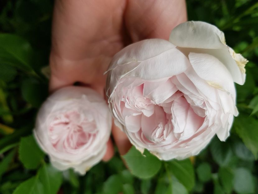 A4 - Trandafiri 2021