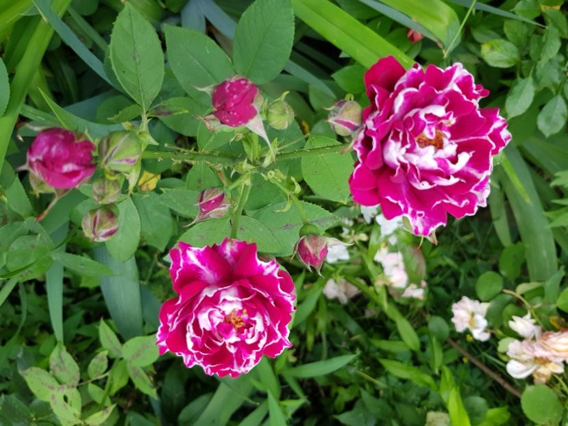 Roger - Trandafiri 2021