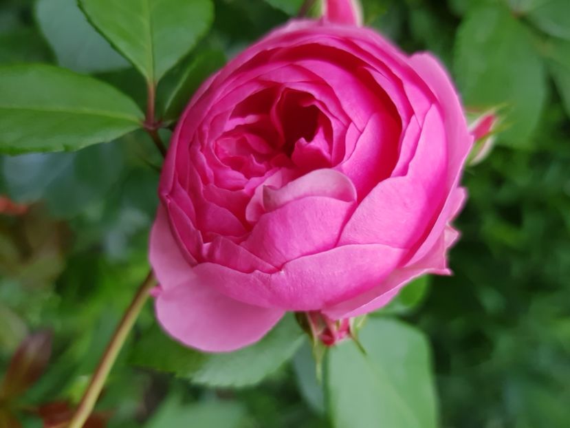 Pomponella - Trandafiri 2021