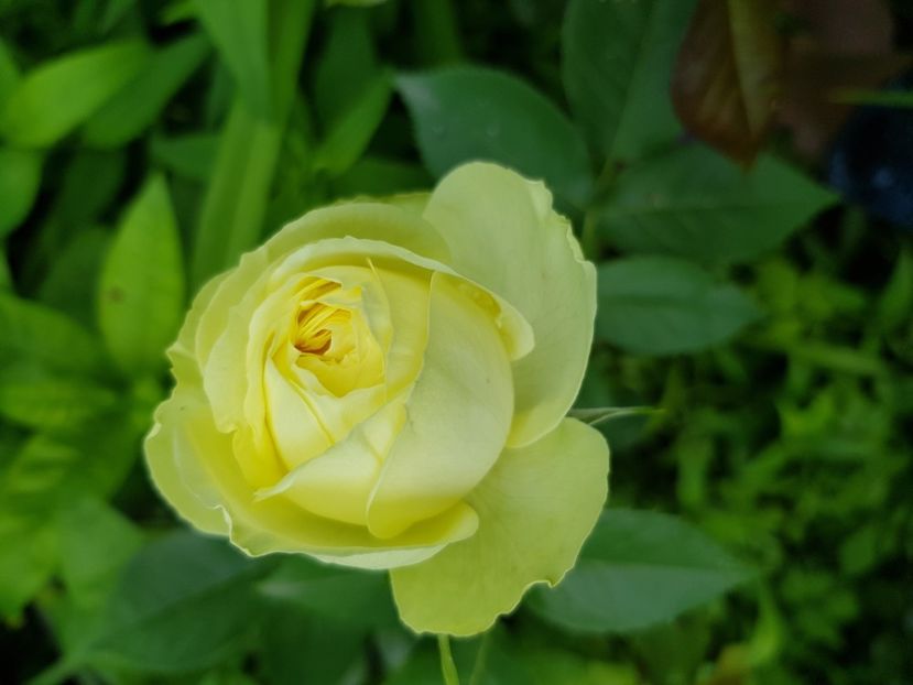 Bg - Trandafiri 2021