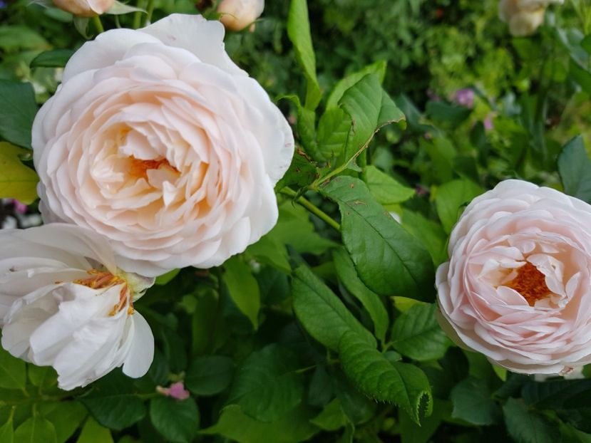 Englezesc - Trandafiri 2021