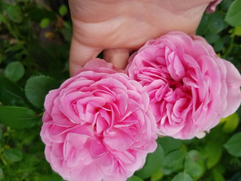 Urcator - Trandafiri 2021