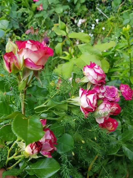 Pitic - Trandafiri 2021