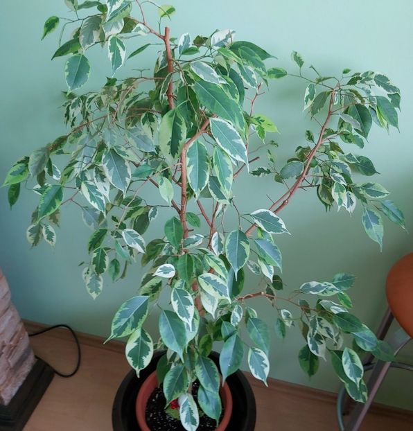 Ficus Banjamin variegat - Dieffenbachia si alte plante verzi 2021
