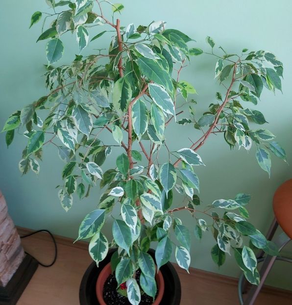  - Ficus benjamin variegat 2021