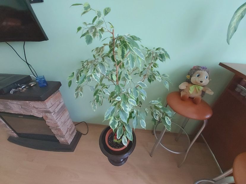  - Ficus benjamin variegat 2021