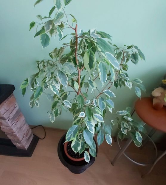  - Ficus benjamin variegat 2021