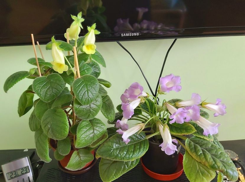 04.06 Conspicua si Luci.s My Beauty - Sinningii 2021