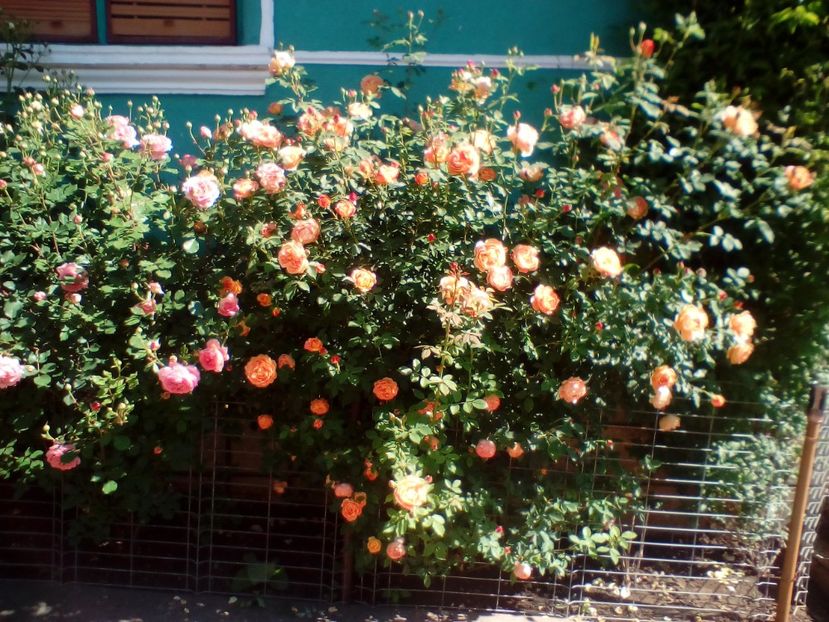 05 06 2021 - Lady of Shalott