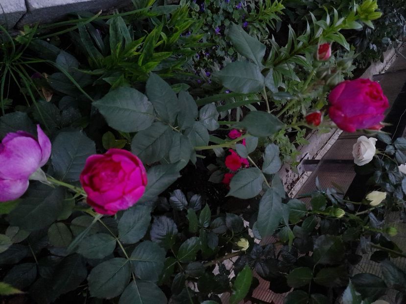 Eufemia - 2021 trandafiri