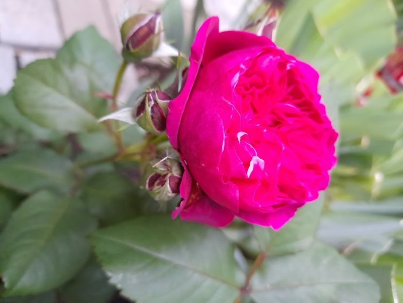 Eufemia - 2021 trandafiri