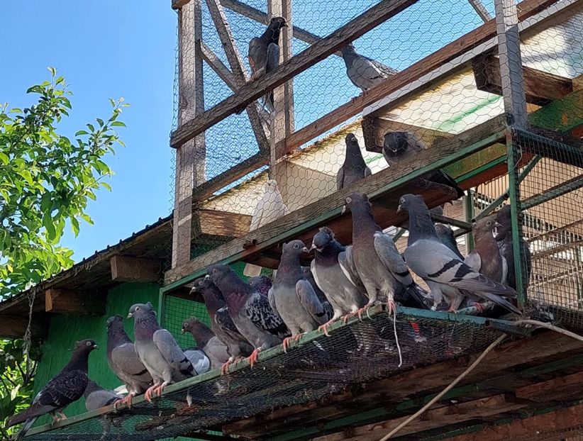 6FE089FB-F55A-446A-BAD4-32641DA7767C - Pui Zburator Beograd