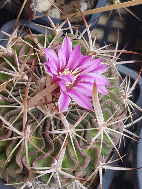 Echinofossulocactus multicostatus - Cactusi si suculente 2020-2021-2022-2023