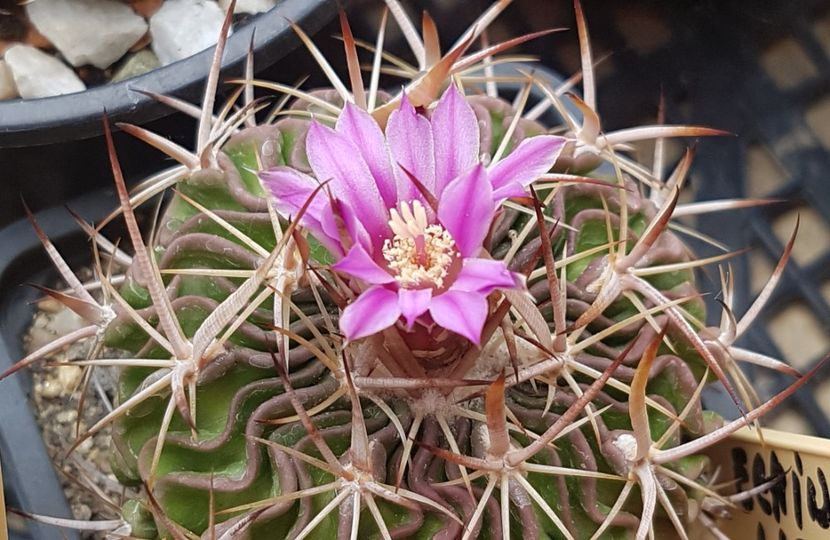  - Cactusi si suculente 2020-2021-2022-2023- 2024