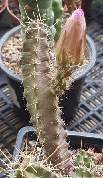 Echinocereus pentalophus - Echinocereus