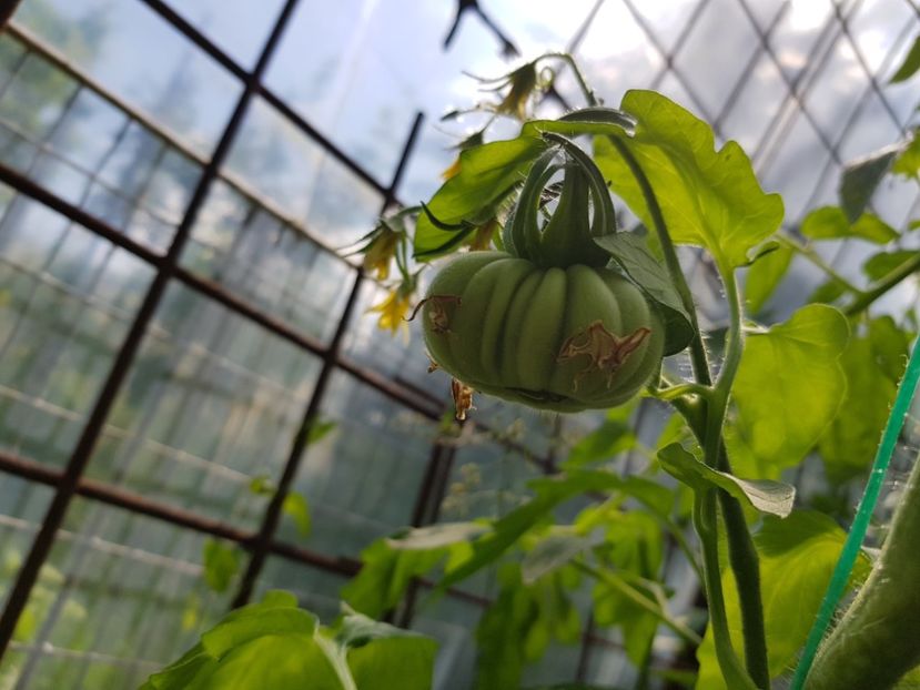 Marmande 5 iunie - Tomate 2021 soiuri si hibrizi