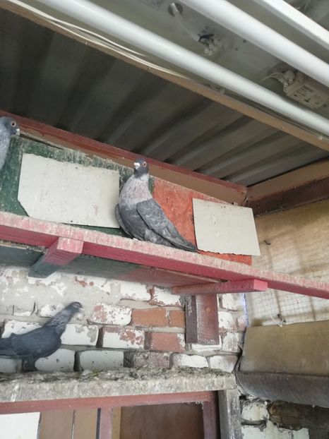  - Porumbei swift egipyeni de vanzare 2021