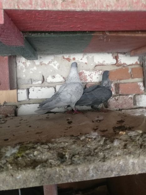  - Porumbei swift egipyeni de vanzare 2021